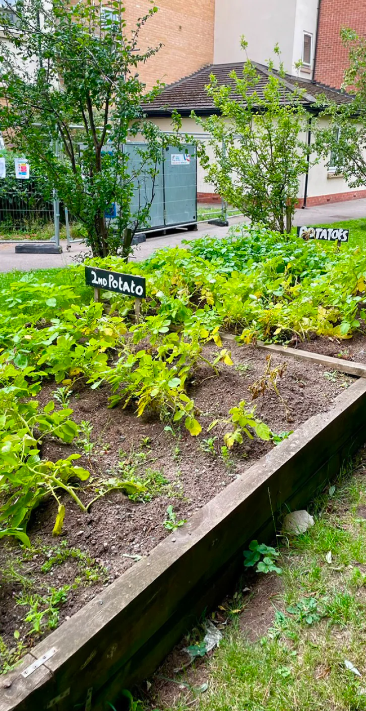 Community garden growing beds
