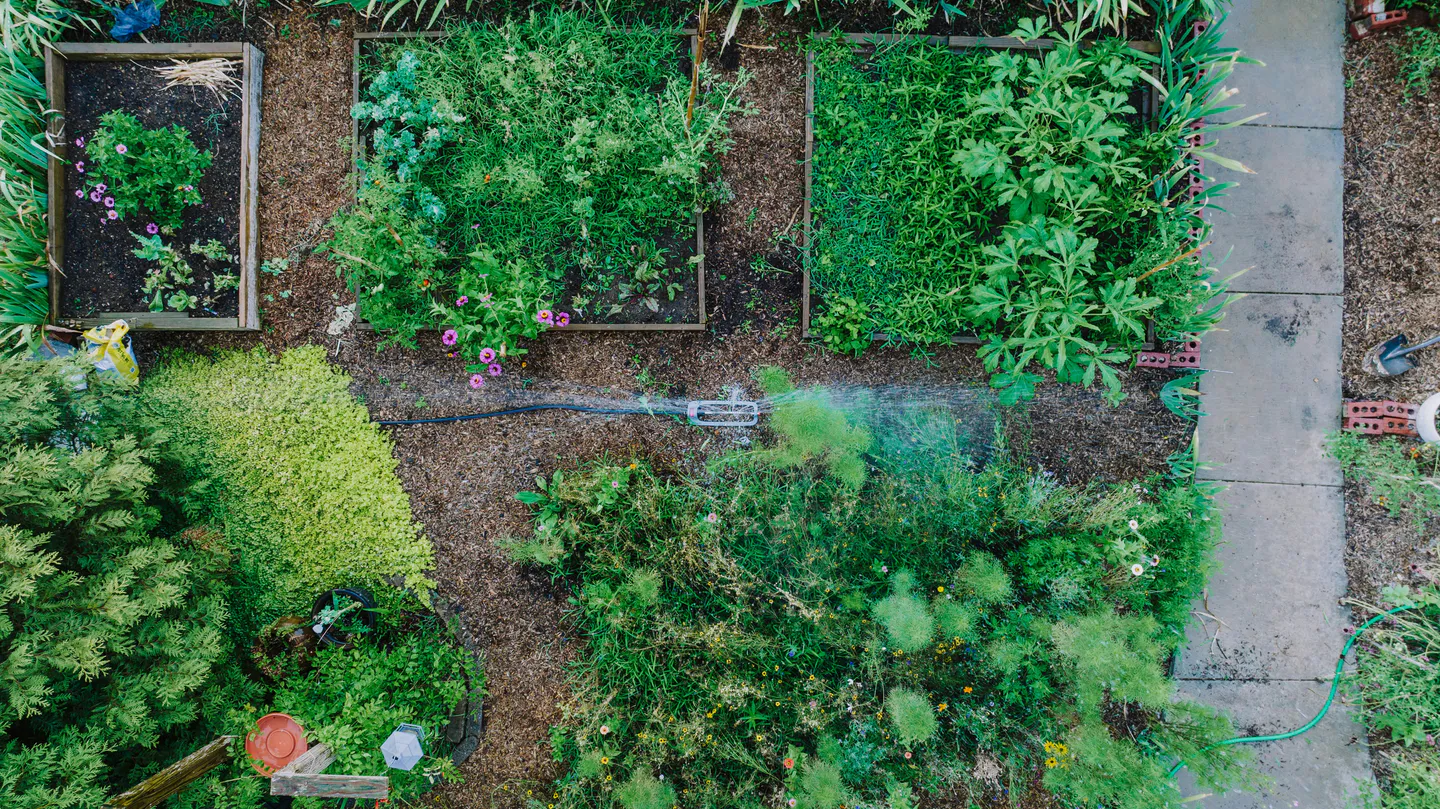 Aerial view of community garden beds